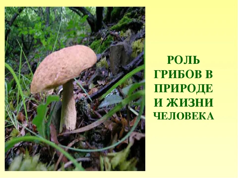 Значение грибов в природе 7 класс биология. Роль грибов в природе и жизни человека. Грибы в жизни человека и в природе. Роль грибов в жизни человека. Разнообразие грибов в природе.