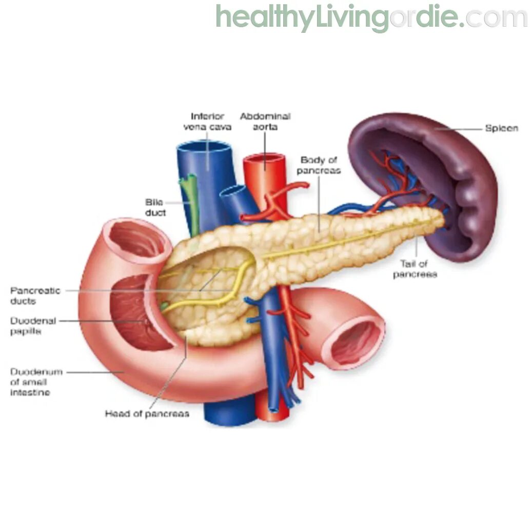 Поджелудочная железа и селезенка расположение. Печень поджелудочная железа селезенка. Поджелудочная расположение. Селезенка форум