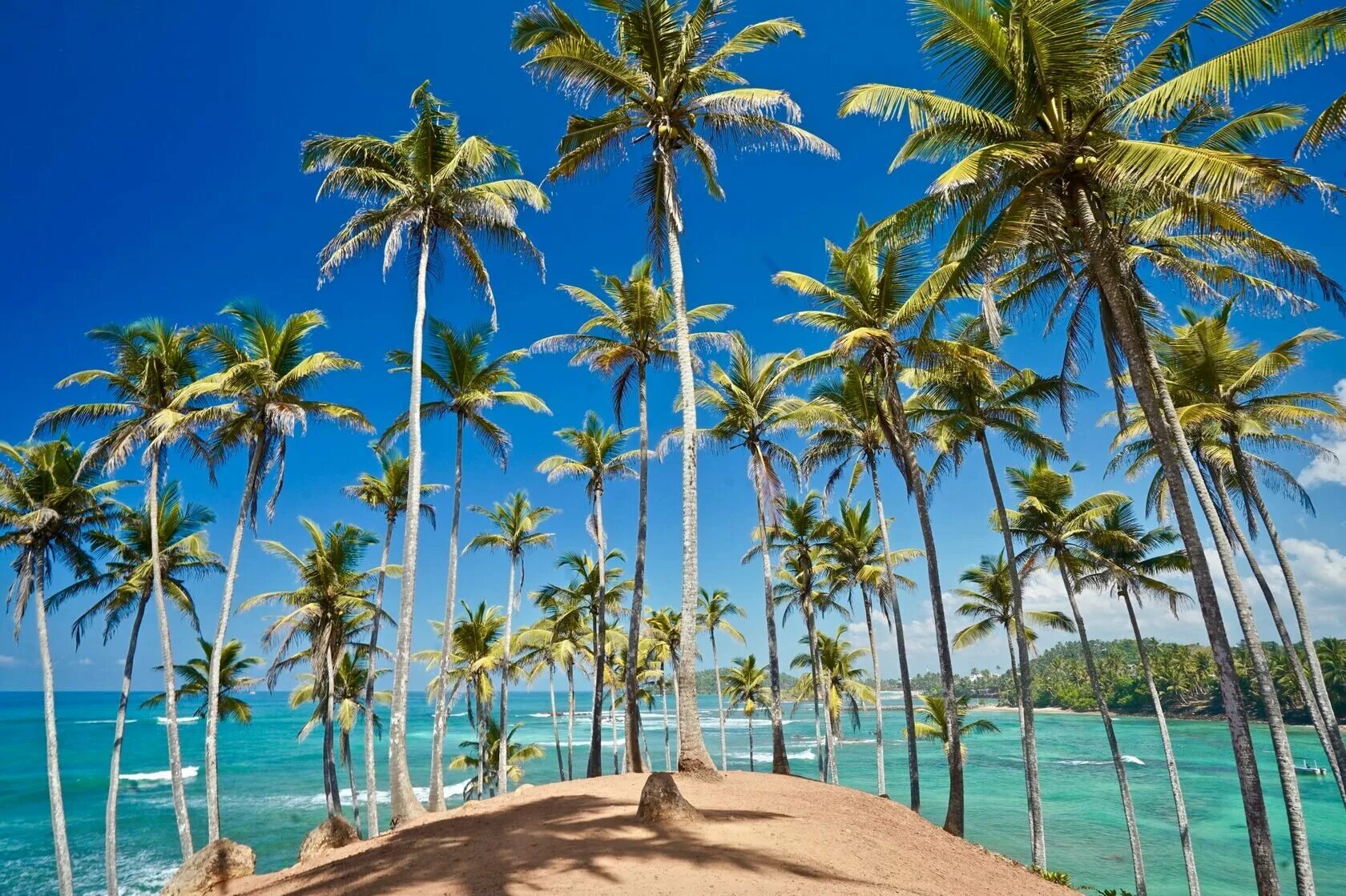 Пальмы шри ланки. Mirissa Шри Ланка. Пляж Мирисса Шри Ланка. Мирисса Шри Ланка пальмы.