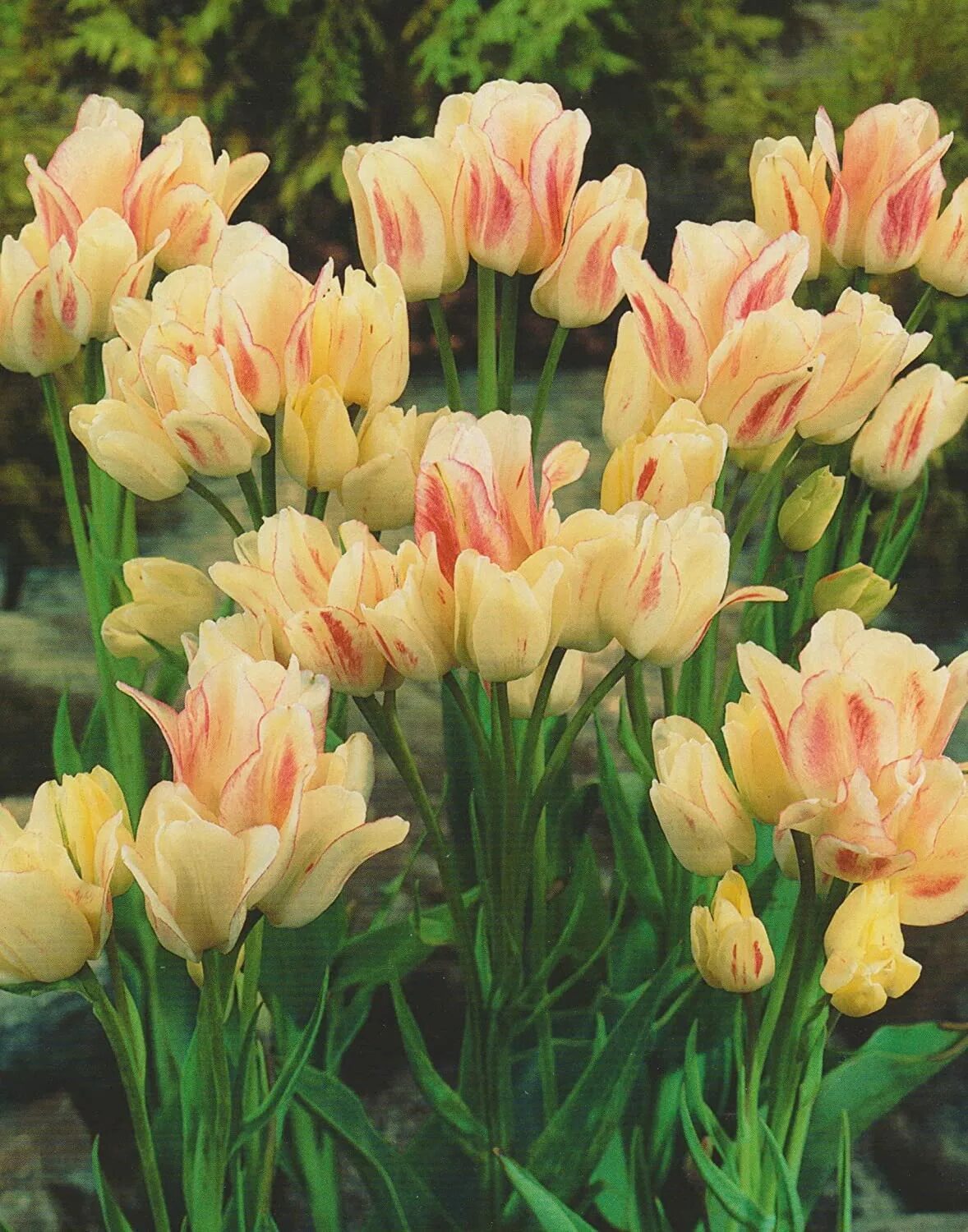 Тюльпан многоцветковый Кэнди клаб. Тюльпан Флеминг клаб. Тюльпан Грейсленд. Тюльпан многоцветковый Грейсленд.