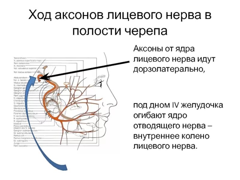 Волокна лицевого нерва. Ход тройничного нерва в полости черепа. Ход лицевого нерва схема. Лицевой нерв анатомия ядра. Колено лицевого нерва.