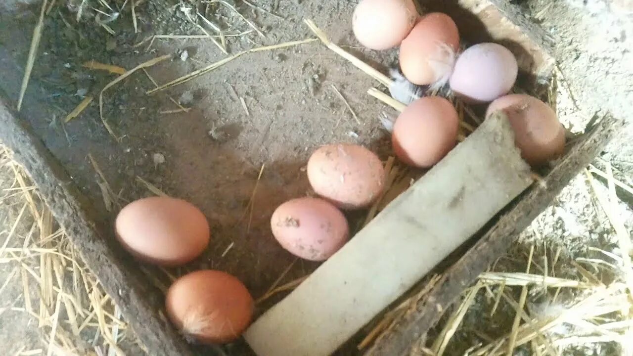 Как отучить кур клевать яйца. Гнездо-ЛОВУШКА С яйцесборником от расклева яиц. Расклёв яиц курами. Гнездо от расклева яиц. Расклёв яиц курами препараты.