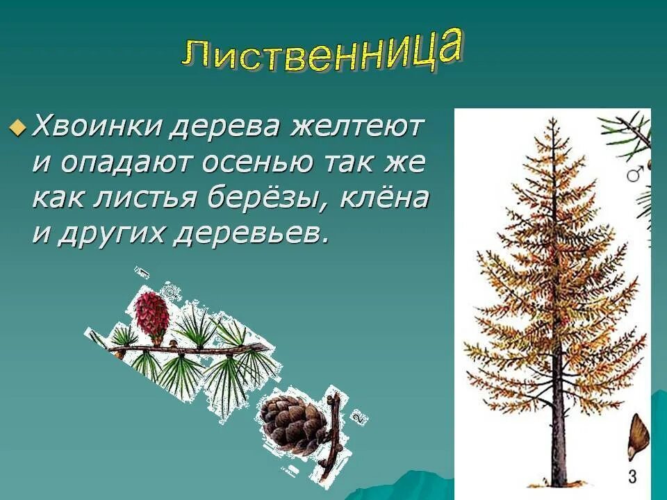 Хвойное сбрасывает иголки на зиму. Хвоинки лиственницы. Лиственница осенью хвоинки. Хвоинки которого осенью желтеют и опадают. Лиственница относится к хвойным деревьям.