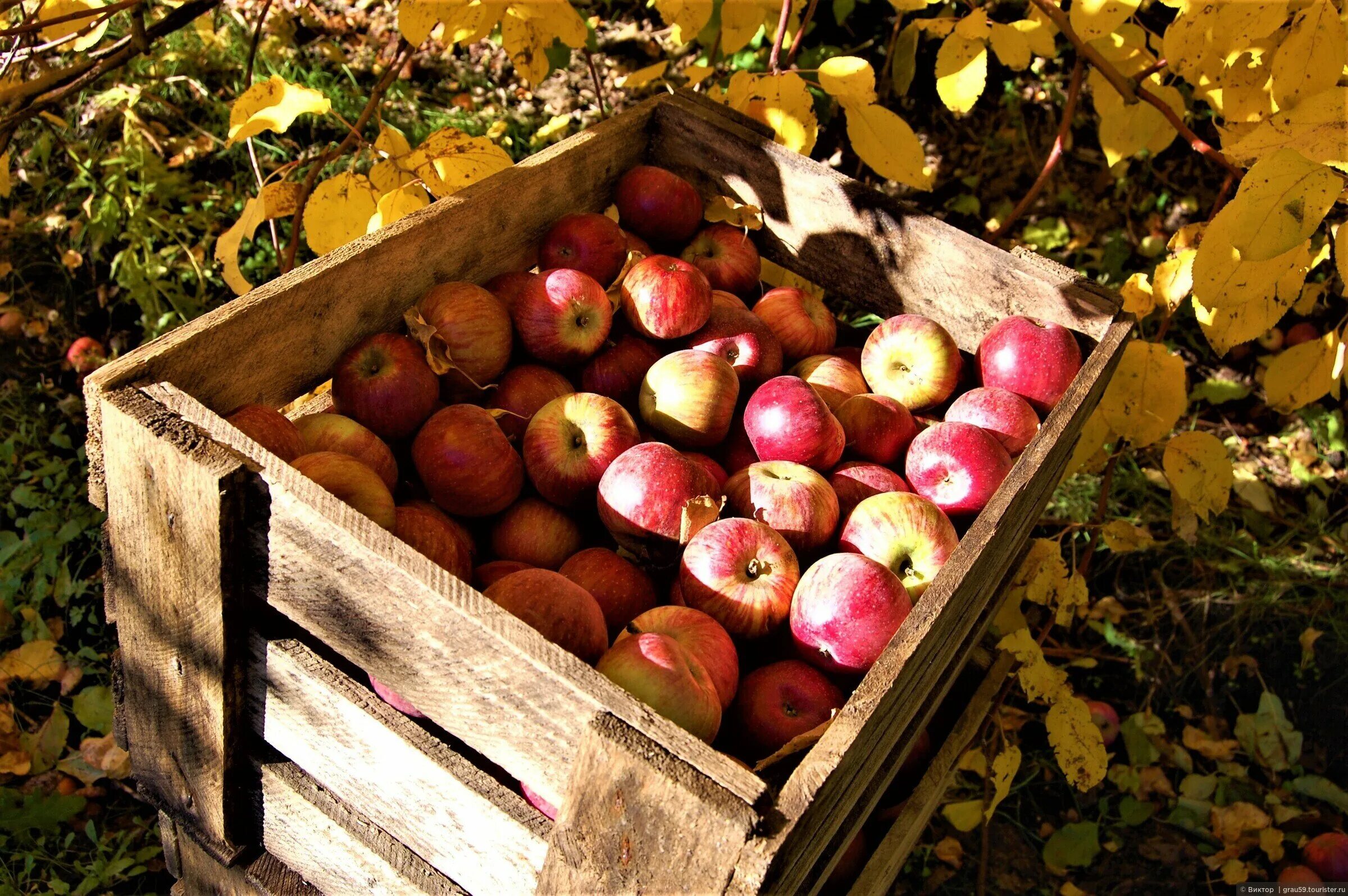Музей яблока в Хвалынске. Яблоки Хвалынск. Хвалынские яблоки сорта. Яблоки Хвалынск сорт. Где можно купить яблони