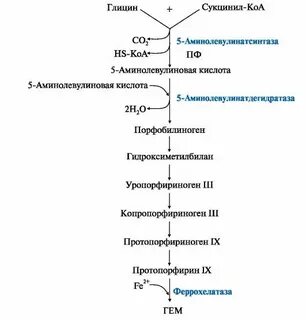 Синтез гема биохимия