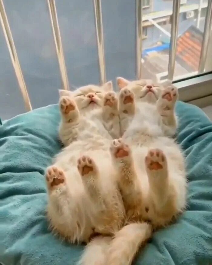 Лапа в спящую. Спящие коты. кот кверху лапами. смешные котята.