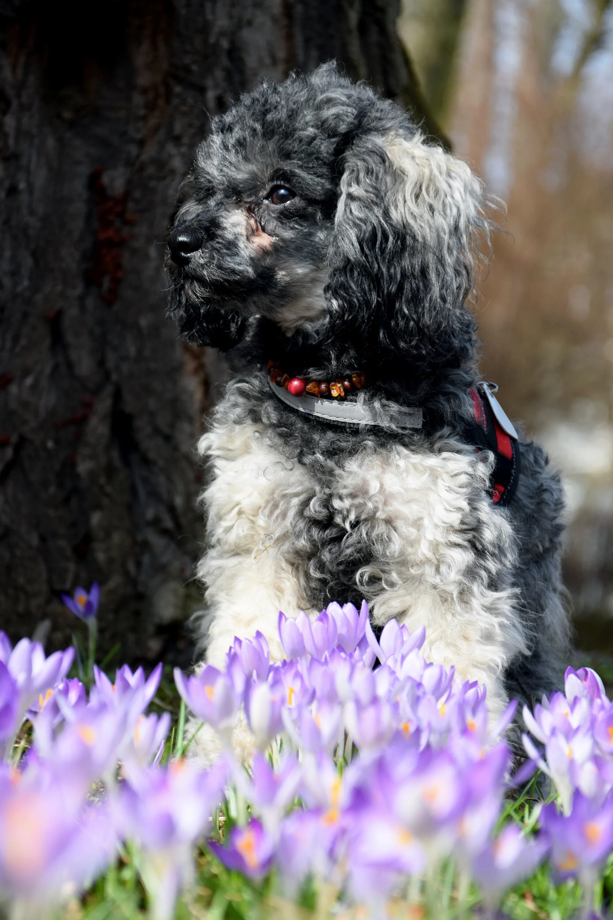 Пудель с цветами. Пудель Havanese. Миниатюрный пудель. Пудель на природе.