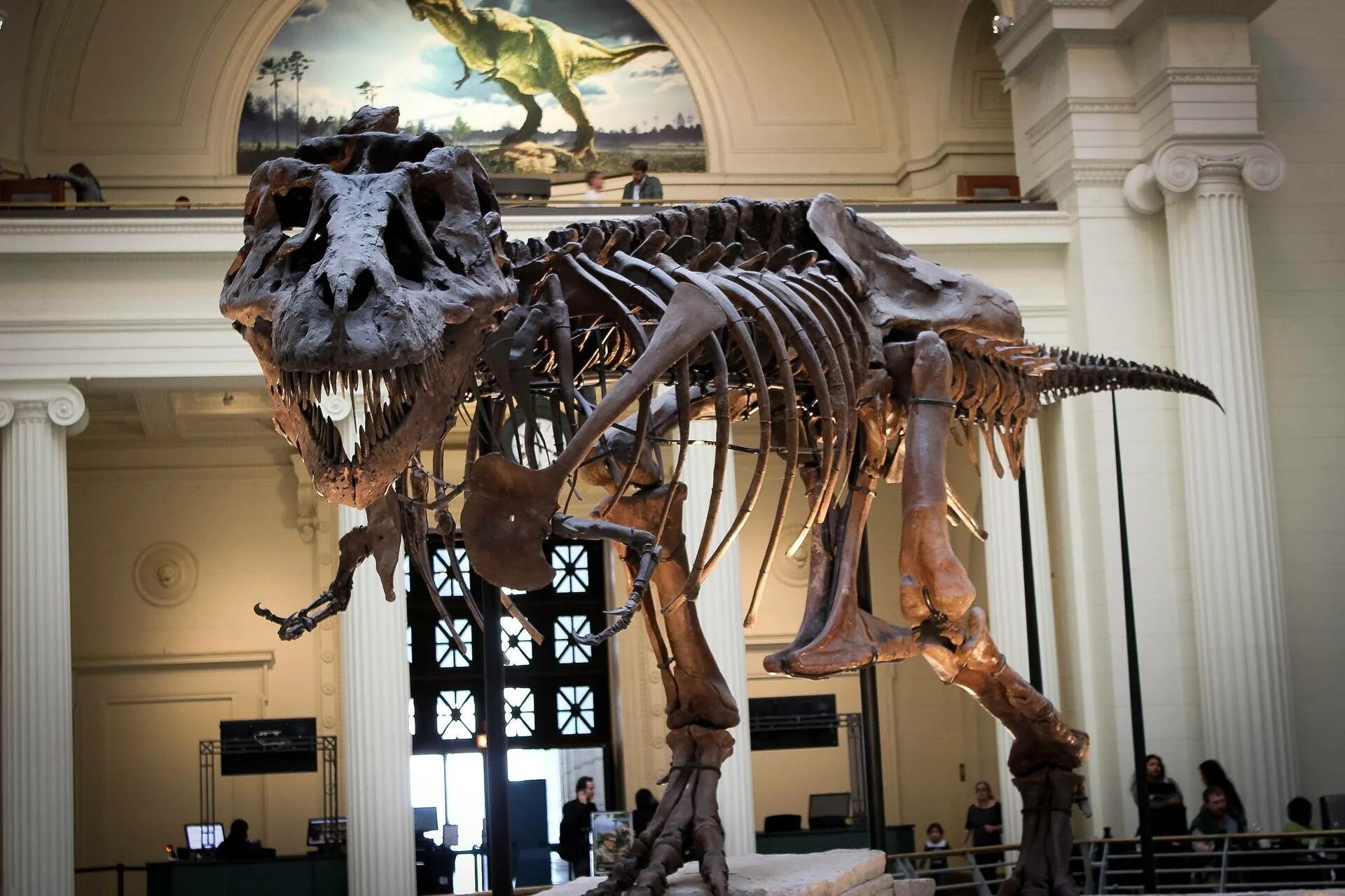 Палеонтологический музей кости динозавра. Скелет тираннозавра Палеонтологический музей. Тираннозавр рекс в музее. Скелет тираннозавра в музее.