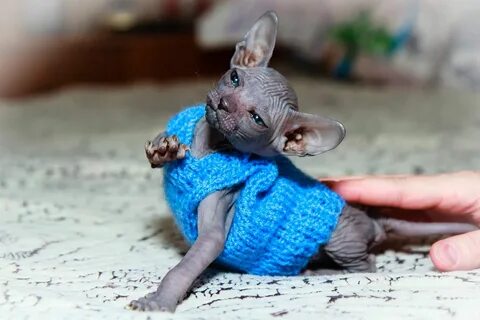 Имена котятам сфинкса