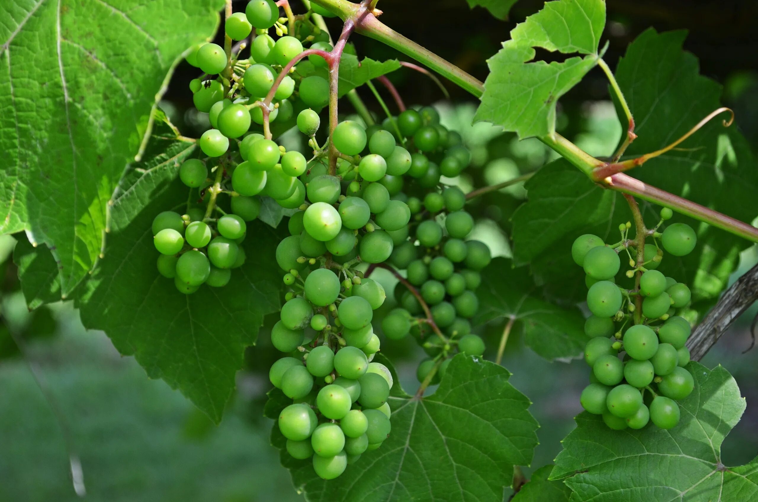 Горошение винограда. Виноград зеленый. Гроздь винограда. Салатовый виноград.