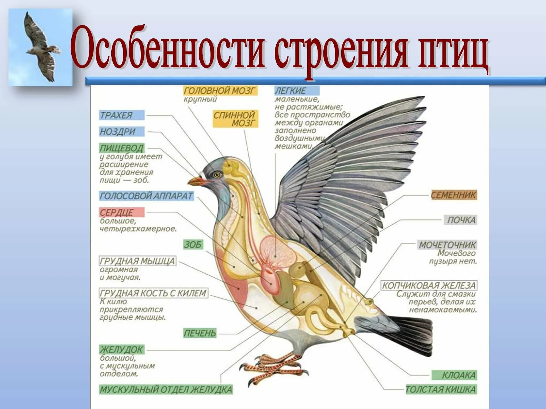 Внутреннее строение птиц в связи с полетом. Особенности внешнего и внутреннего строения птиц. Класс птицы внутреннее строение голубя. Особенности внутреннего строения птиц связанные с полетом. Системы органов птиц 7 класс биология.