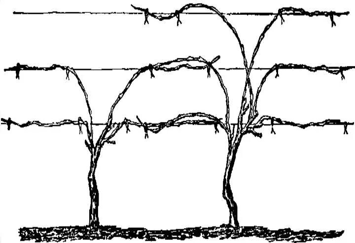 Формировка укрывного винограда. Формировка лозы винограда. Летняя формировка винограда. Формировка кустов винограда.