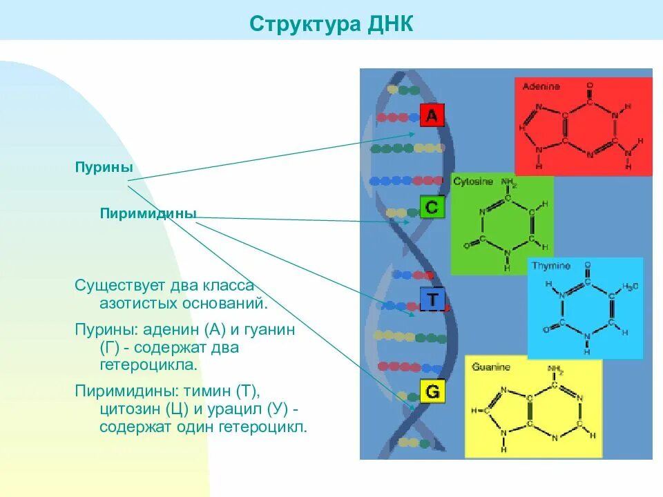 Пурин аденин гуанин. Пурины и пиримидины в ДНК. ДНК Тимин гуанин. Строение ДНК гуанин.