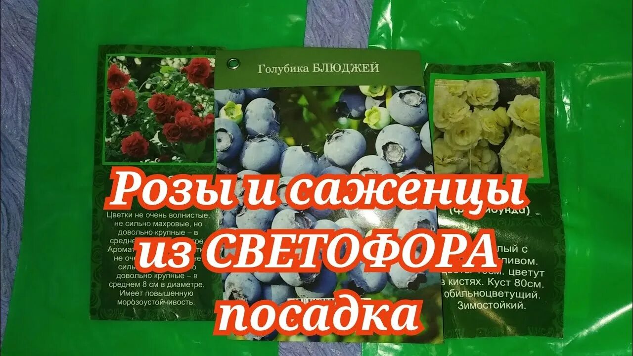 Саженцы роз из светофора. Розы из светофора. Розы в светофоре. Сорта роз из светофора. Розы в светофоре 2024