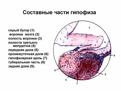 Фолликулы гипофиза