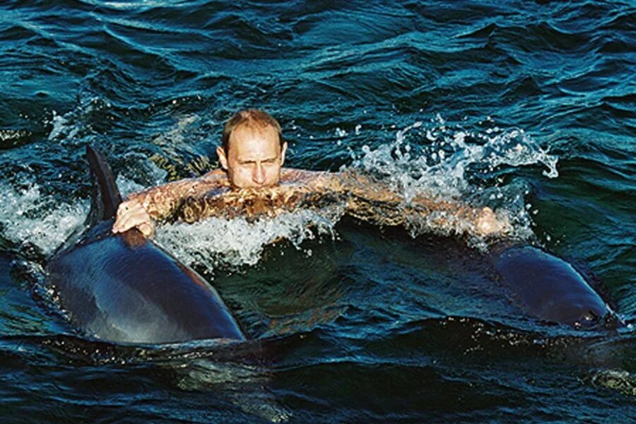 Дельфины террористы