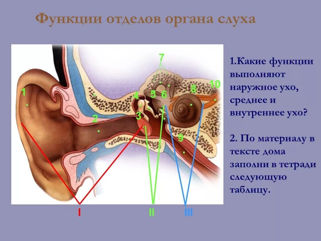 Воздух заполняет наружное ухо