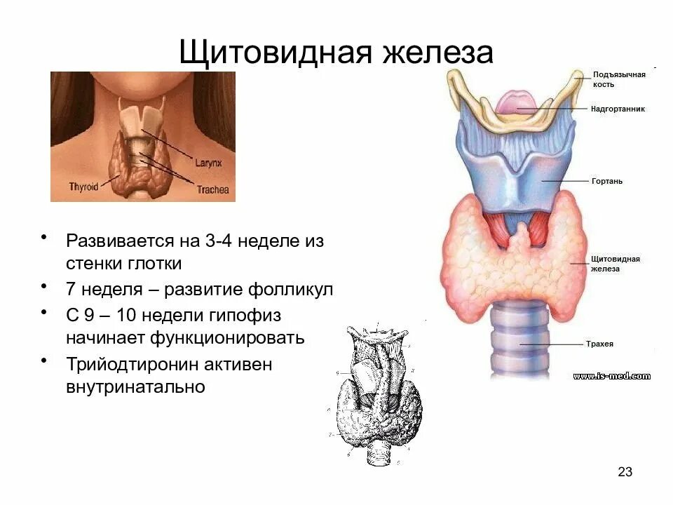 В какую систему входит щитовидная железа