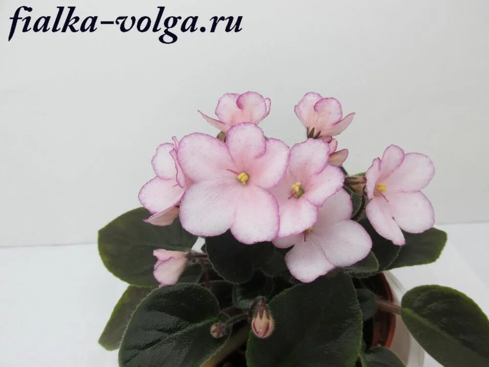 фиалка дюймовочка мини. сенполия дюймовочка. н-дюймовочка фиалка. н-дюймовочка (н. н-дюймовочка (н.