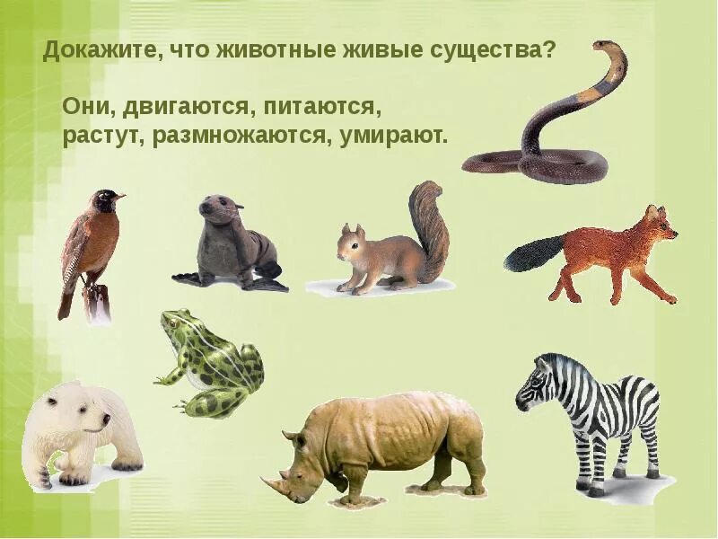 Животные живые существа. Животные 1 класс. Животные картинки для презентации. Как живут животные.