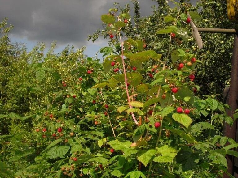 Абориген сорт малины. Малина кузьмина. Новости малиновый. Малина новость кузьмина куст. Сорт малины ремонтантной херитейдж.
