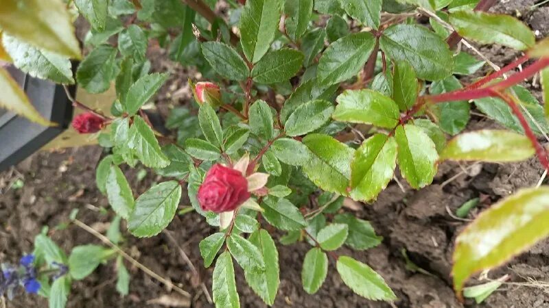 питомник роз успех каталог