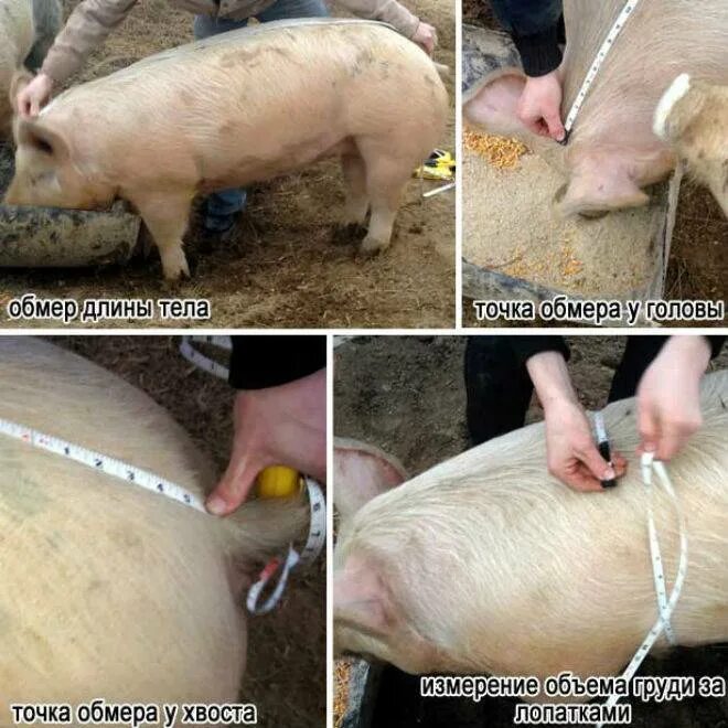 Таблица свиней живым весом. Таблица веса свиней. Вес свиньи. Таблица обмера свиней. Измерение свиней
