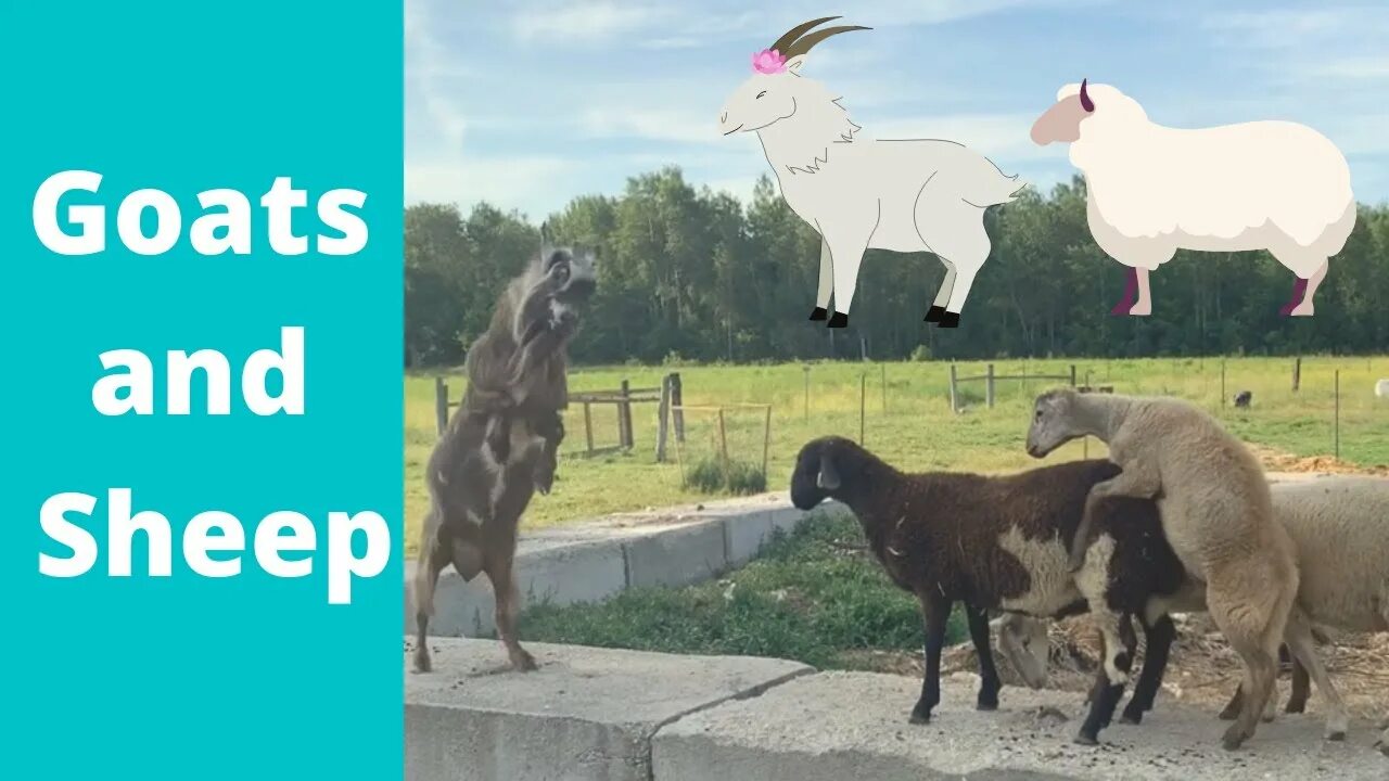 Could and sheep
