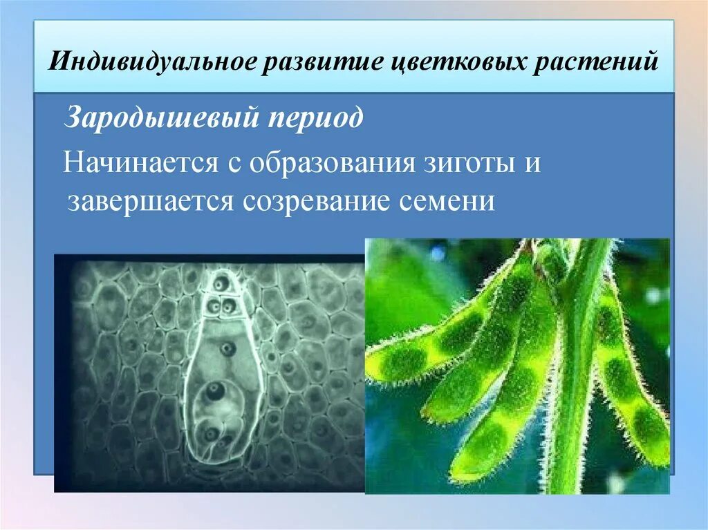 Периоды индивидуального развития растений. Индивидуальное развитие цветковых растений. Этапы индивидуального развития растений. Зародышевый период растения. Индивидуальное развитие организма онтогенез.