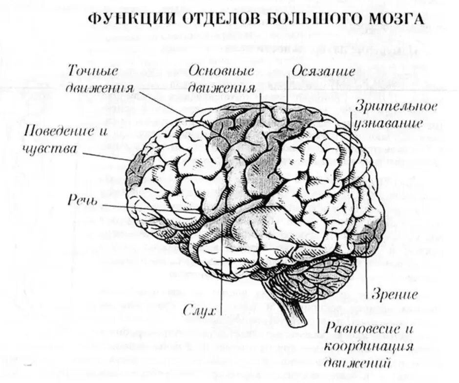 Головной мозг человека его отделы и функции отделов. За что отвечают отделы головного мозга таблица. Функции отделов головного мозга рисунок. Головной мозг человека анатомия функции отделов. Головной мозг человека включает