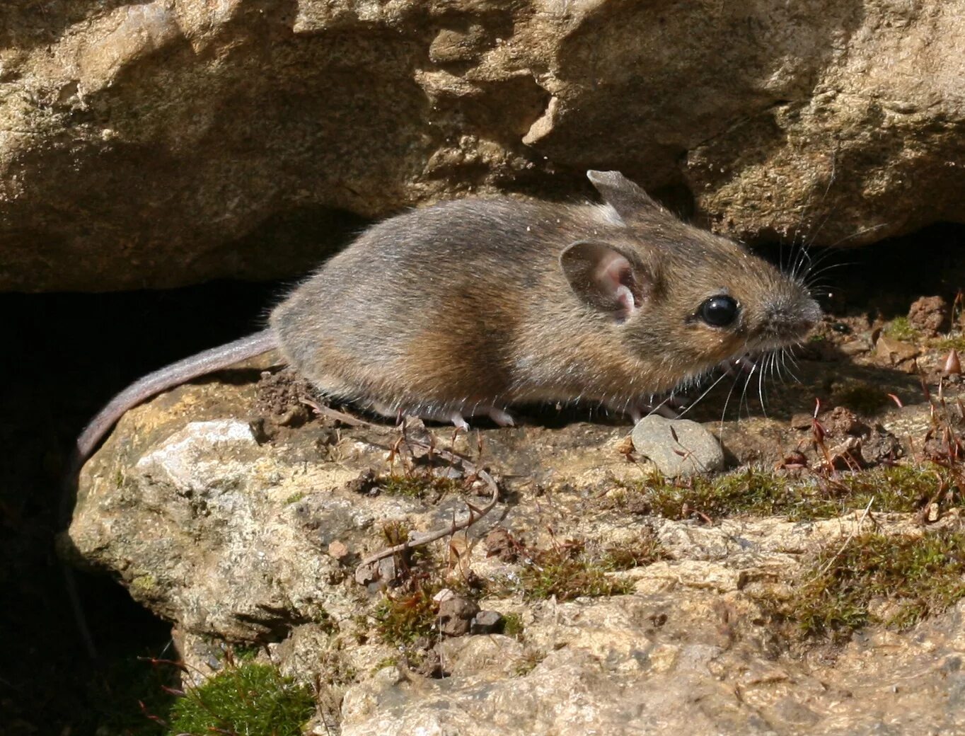 Фото мышки. Apodemus sylvaticus. Малоазиатская иглистая мышь. Sylvaemus uralensis. Обыкновенная Лесная мышь.