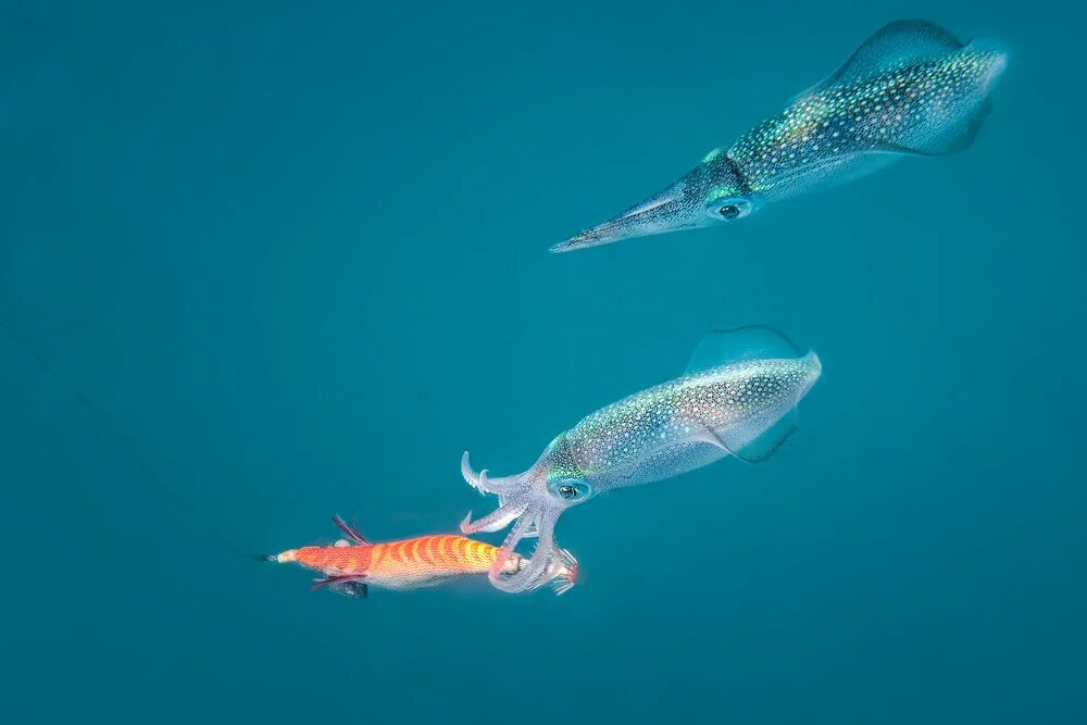 5 океанов рыба. Squid рыба. Океан Фиш кальмар. Картинка рыбалка кальмар норвежское море. Пингвин и креветка.