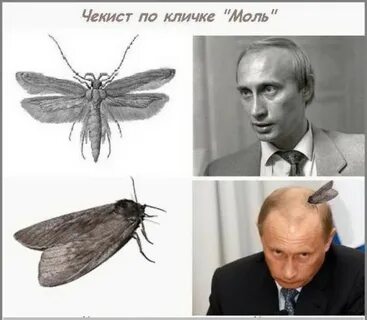 Моли даст
