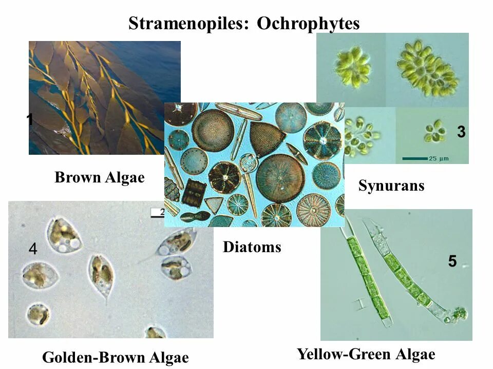 Stramenopiles. Золотистые водоросли одноклеточные. Страменопилы одноклеточные. Разножгутиковые организмы.