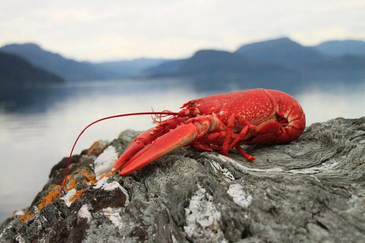 Ракообразные в море