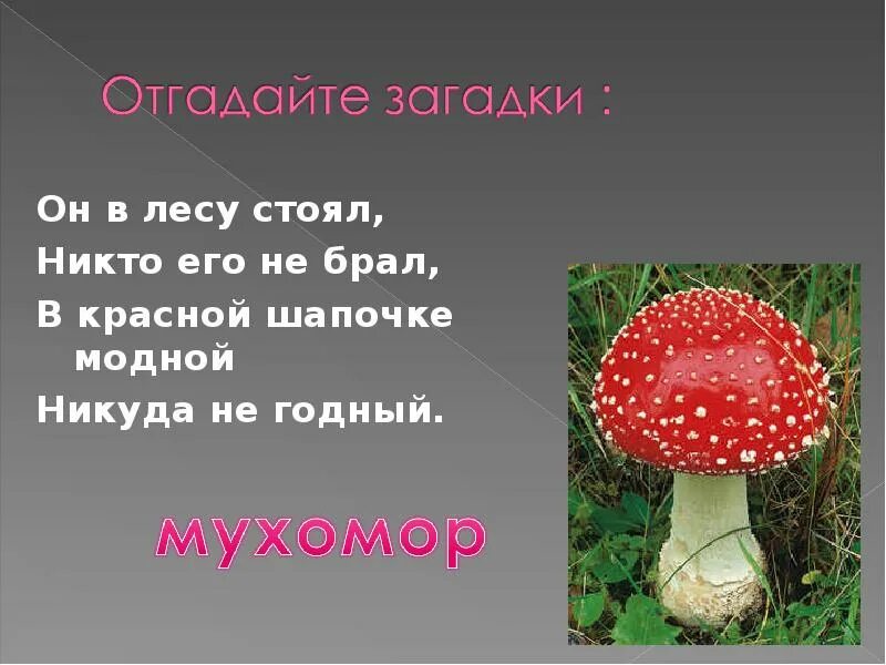 Сообщение о грибе 2 класс. Проект про грибы. доклад про грибы 2 класс. сообщение о грибах 2 класс. слайд на тему мухомор.