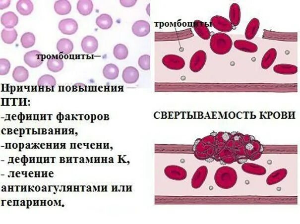 Быстрое свертывание крови