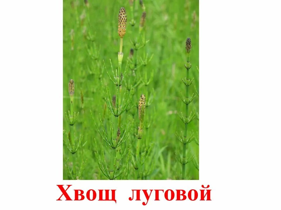 Хвощ различия. Хвощ полевой Луговой Лесной. Хвощ Луговой Equisetum pratense. Хвощ болотный хвощ полевой. Хвощ Луговой строение.