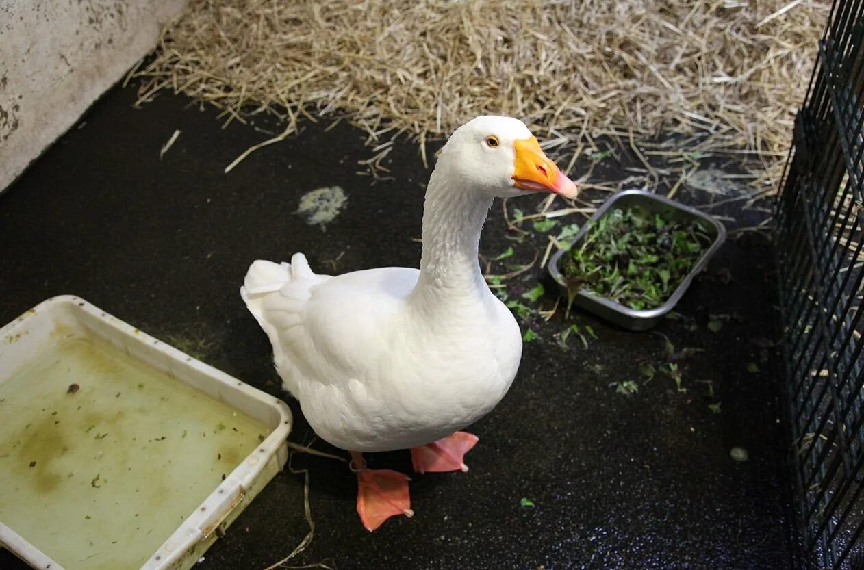 Гуси породы яйценоских. Села гусыня в корзинку и несет яйца. Гусыня на яйцах. Гуси линдовские ландские. Гуси породы ландские.