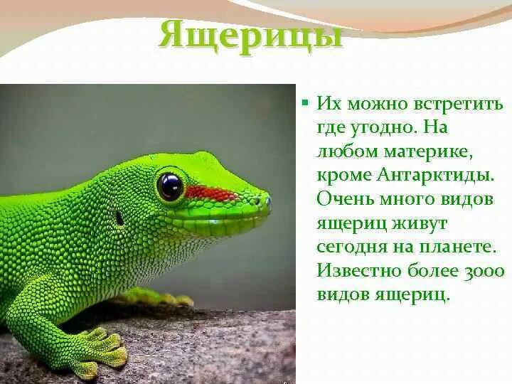 Интересный факт про пресмыкающихся. Интересный факт про пресмыкающихся