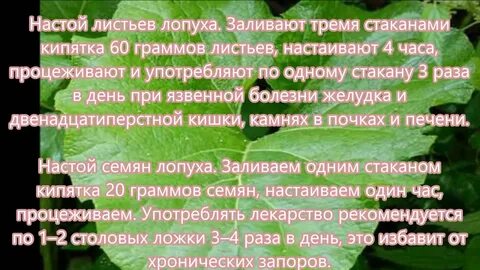 Сок листья лопуха польза