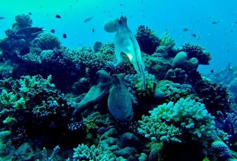 Водоросли осьминог