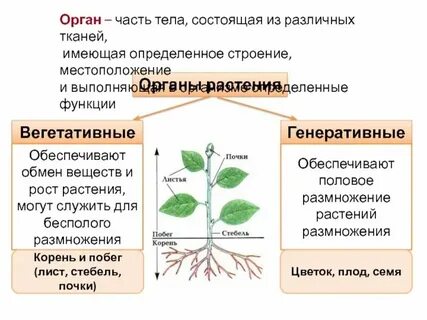 Функции главных органов растения