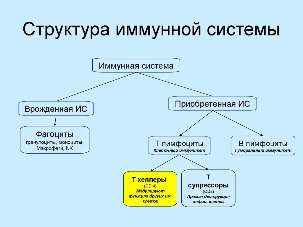 Иммунная составляющая