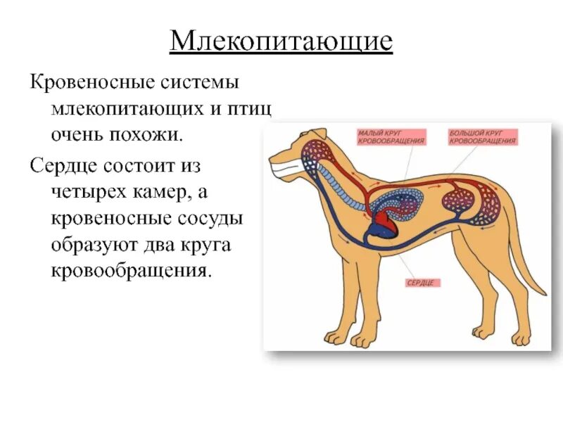 Кровеносная система млекопитающих 7 класс биология. Кровеносная система млекопитающих схема. Кровеносная система млекопитающих схема биология 7. Строение кровеносной системы млекопитающих. Млекопитающие кровообращение и дыхание