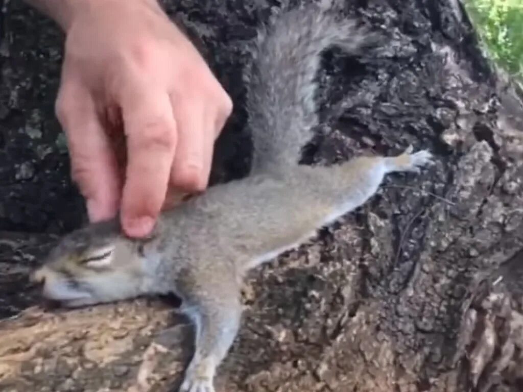 Гладить белку. Погладить белку. Сонная белка. Белка на руке. Гладит белку.