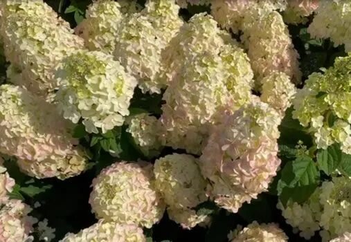 Гортензия метельчатая Би Грин(Bee Green) - Cадовый центр