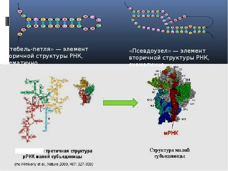 Рибосомная РНК. Третичная структура рибосомальной РНК. Вторичная структура ТРНК представляет собой. Вторичная структура ТРНК.