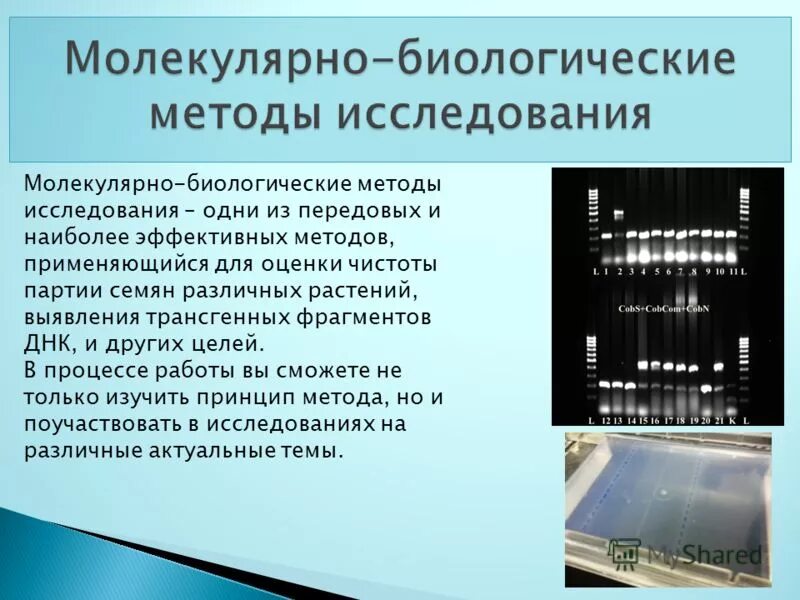 Генетика лабораторные работы. Молекулярно-биологические методы. Методы биологических исследований. Методы исследования в молекулярной биологии.