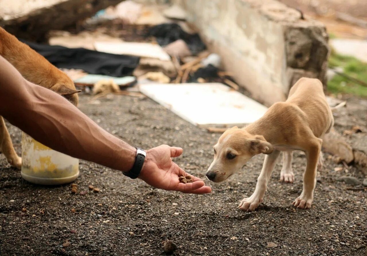 Бездомные животные. Спасение бездомных животных. Милосердие к животным. Сострадание к животным.